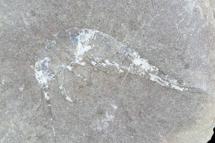 Unidentified Fossil Shrimp (Pos/Neg) - Mazon Creek #70630
